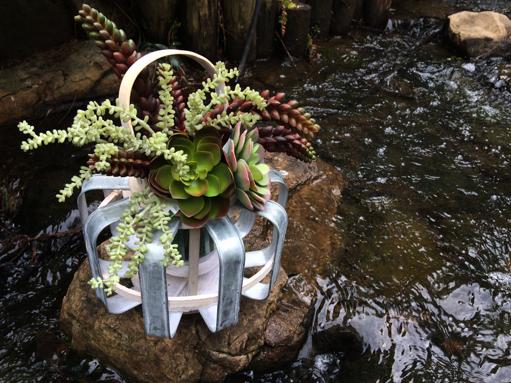 lantern with succulents 1000 Lewis Ginter Botanical Garden