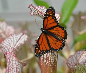 monarch and pitcher plants photo by Cathy Hoyt