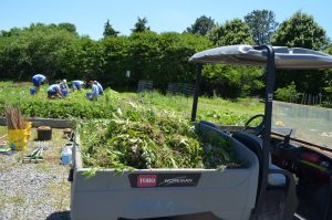 CarMax Associates fill the back of a golf cart with weeds
