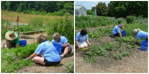 carmax associates tie pepper plants in the ckg