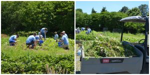 CarMax Associates weed in the CKG; CarMax Associates fill the back of a golf cart with weeds