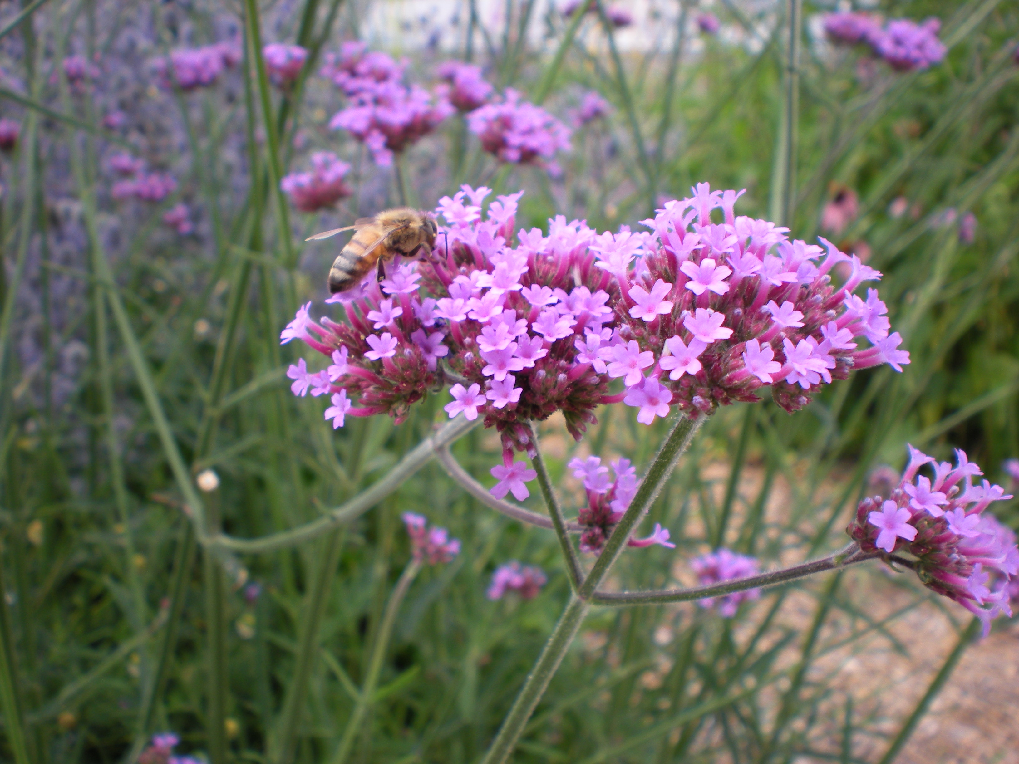 plants for pollinators