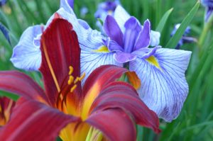 daylily and iris