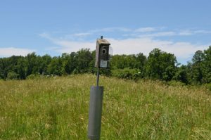 bluebird box 13