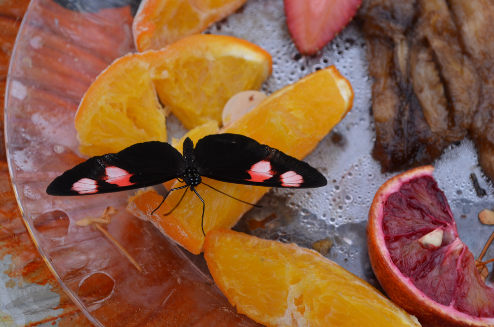butterfly on fruit for butterfly facts