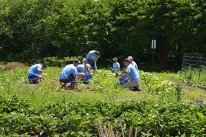 CarMax Associates weed in the CKG