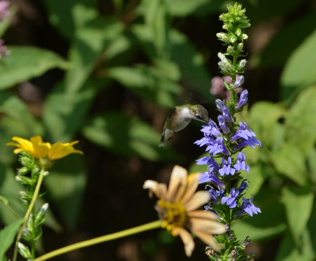 A hummingbird drinking from and (pollinating) a blue cardinal flower. Photo by Jonah Holland