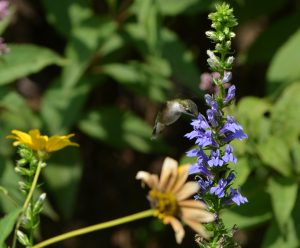 a hummingbird in the West Island Garden at Lewis Ginter Botanical Garden . Hummingbirds are great pollinators.