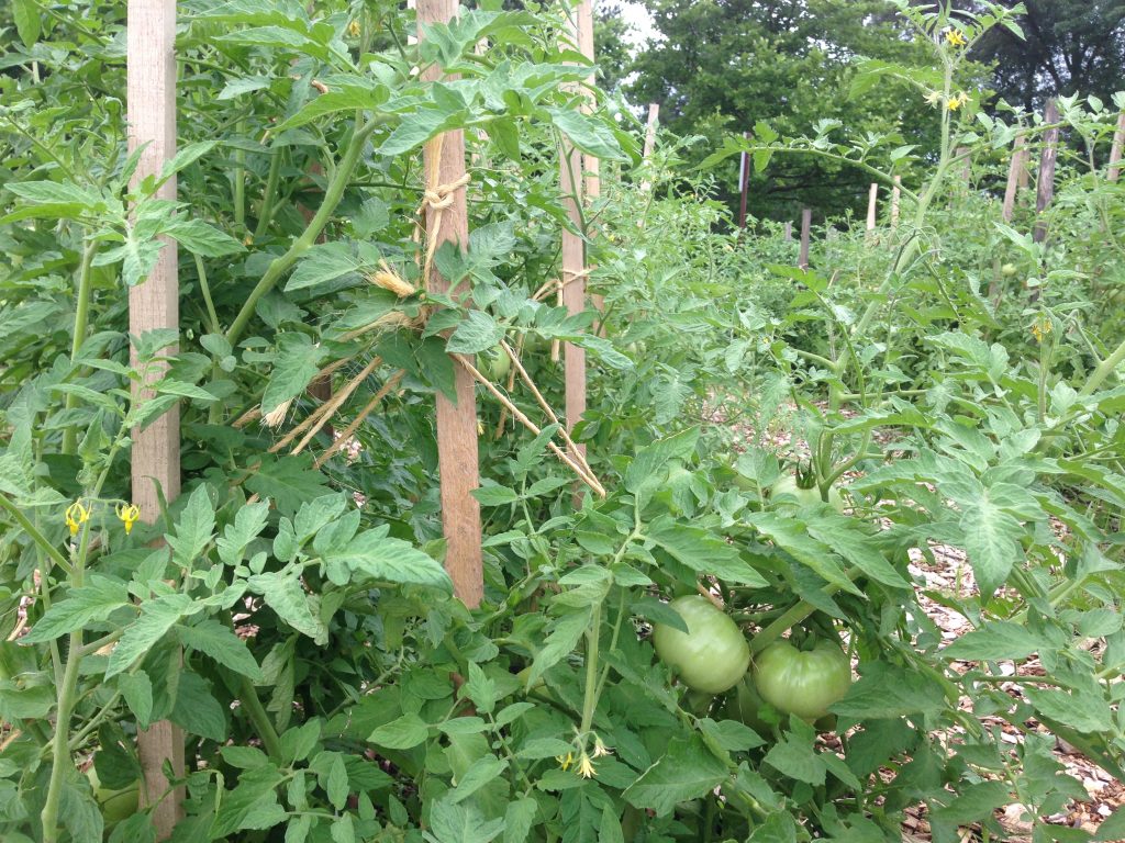 These tomatoes here in the Community Kitchen Garden were staked and tied twice to keep them up off the ground.