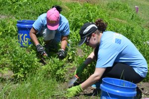 two carmax associates weeding the ckg