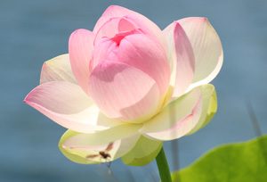 Sacred lotus and wasp