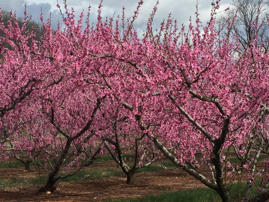 Peach trees have pink blossoms before they bear fruit.