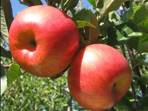 Apples ripen on a tree branch.