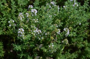 Thyme flowering