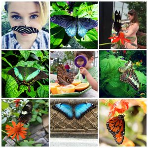#bflies butterflies Instagram contest 2016