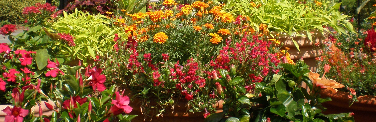 Fall Container Garden