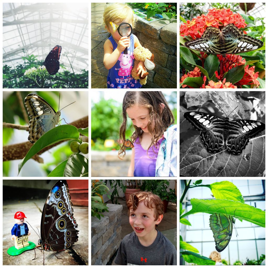 #bflies butterflies collage Instagram finalists