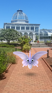 Venomoth Outside Conservatory