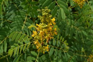 wild senna in the healing garden