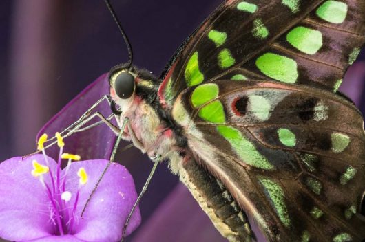 Butterfly in Butterflies LIVE! drinking nectar from a flower