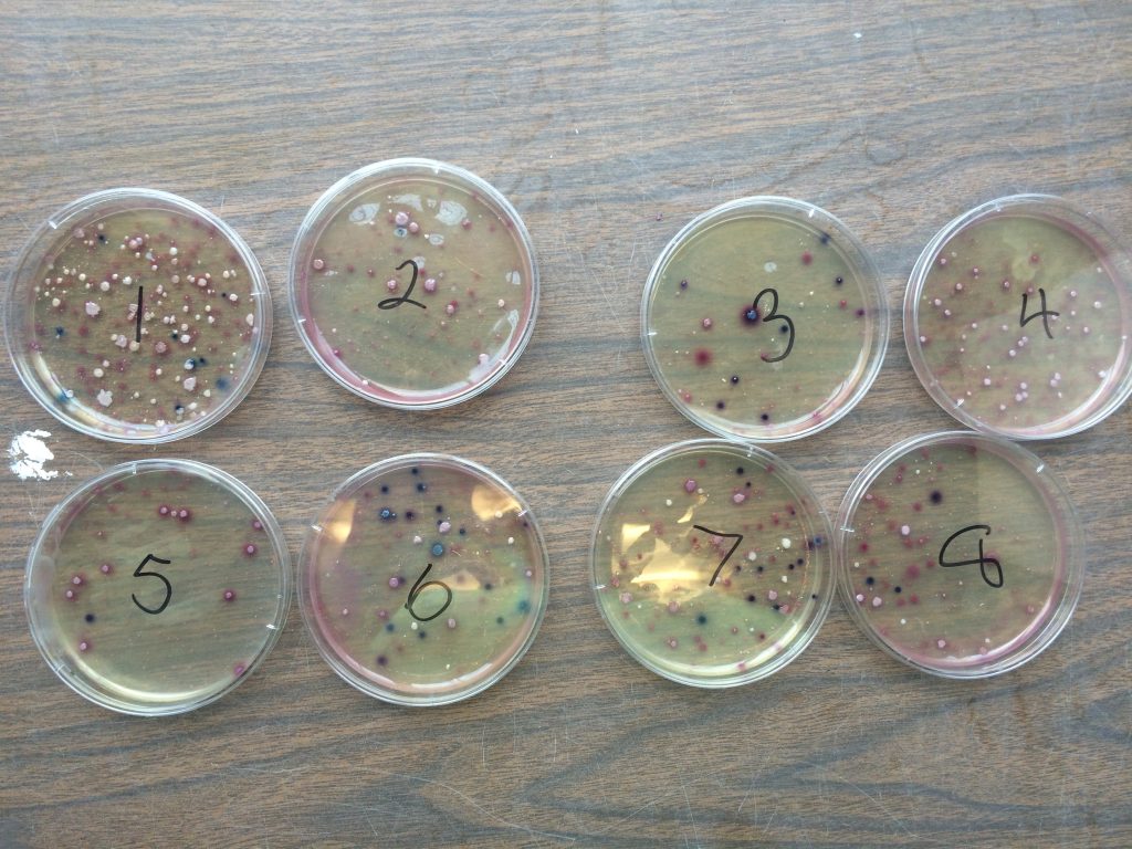The E coli test's petri disks after incubation. The dark spots are E. coli colonies while the pink spots are coliforms, mostly friendly bacteria commonly found in water and soil. Schumm and McClanahan would count the colonies to determine the colony forming units (CFU), which gives a rough estimate of viable bacteria or viruses in a sample.
