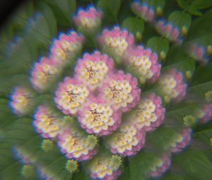 lantana through a compound eye butterfly Anna Estep