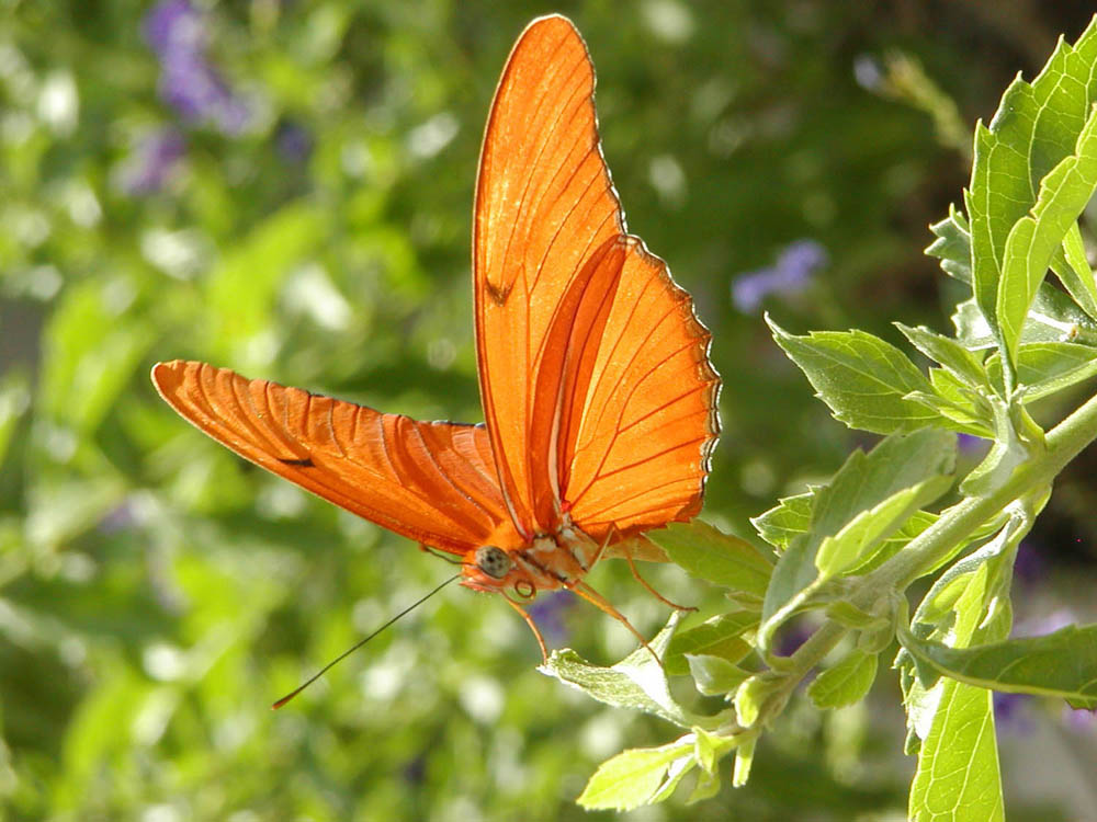 orange butterfly for butterfly facts