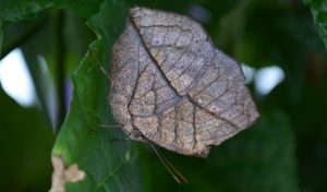 "dead leaf" butterfly