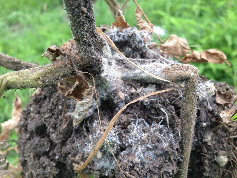 This tomato plant is infected with southern blight. You can see the thread-like mycelia, and if you look closely you can also see a few tiny sclerotia.