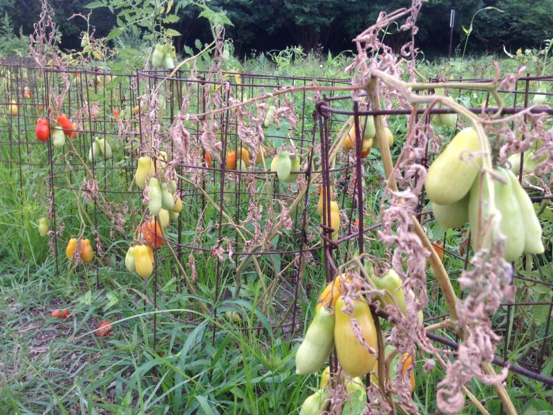 These infected tomatoes are a total loss. They will be removed in a few days so we can begin solarizing the soil.