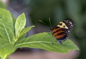 Long Wing Butterfly by Don Williamson