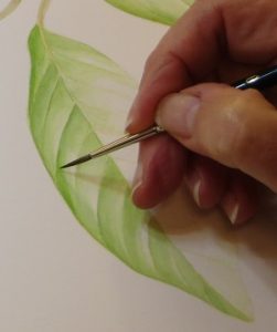 Techniques for Watercolor