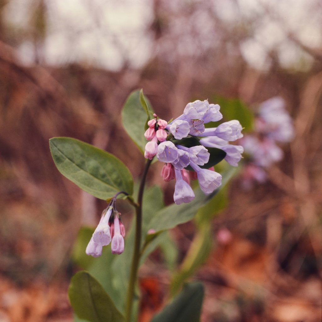 Mertensia virginica or Virginia bluebells, one of many Ancarrow wildflowers 