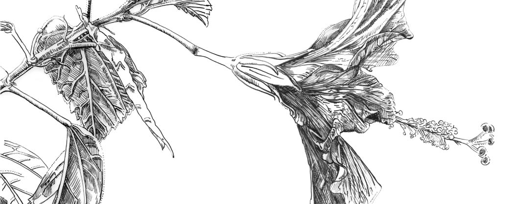 Pen and Ink for Botanical Illustration