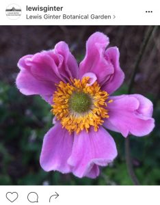 Japanese wind flower; anenome from Instagram