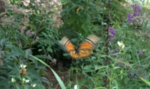 Monarch Butterfly in slow motion