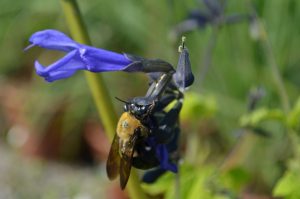 Salvia guarantica 'Black and Bloom PPAF'