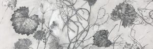 A graphite drawing of Vine and Vitis leaves and vines on a textired white background.