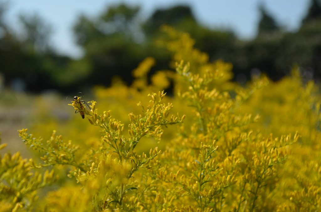 Goldenrod is one of many Plants for Pollinators