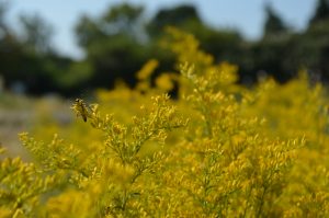 Goldenrod with pollinator