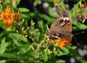 Buckeye Butterfly and milkweed