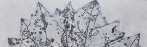 A close up of a detailed drawing in graphite of a grape leaf with many dots from insects eating the leaf and decay. Black and white drawing. by Erica Lohan