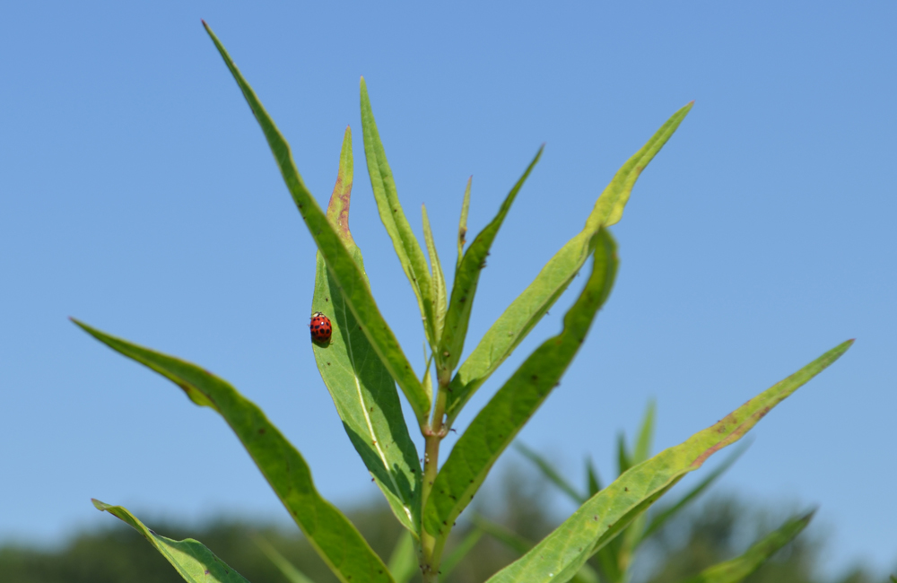 ladybug on milkweed plant