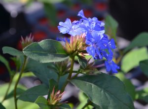 Ceratostigma plumbaginoides