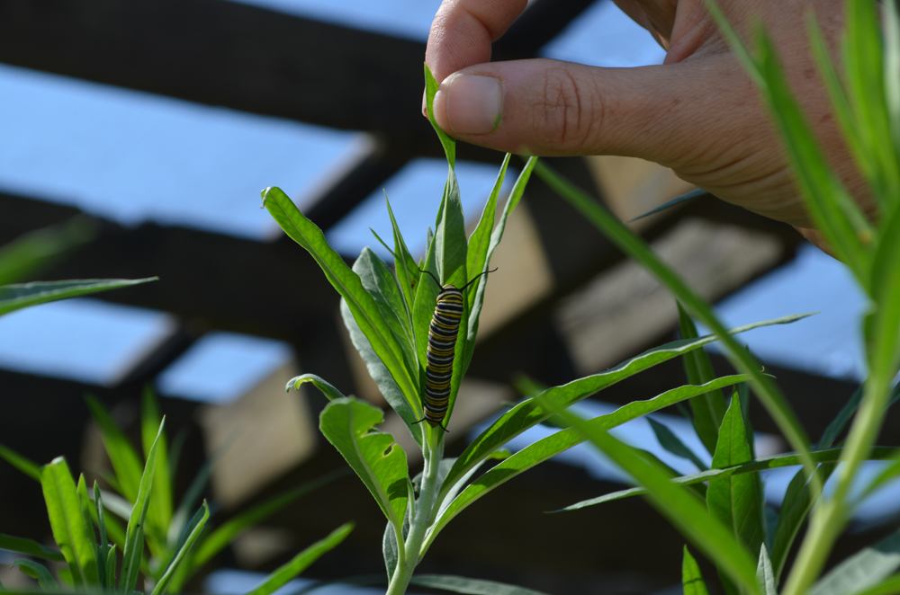 A monarch caterpillar on milkweed at PlantFest.