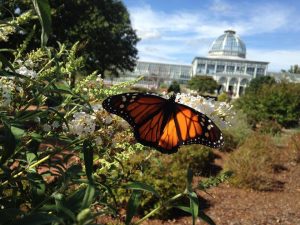 View monarch migration as a member of Lewis Ginter Botanical Garden