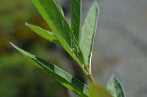 Monarch Butterfly Egg