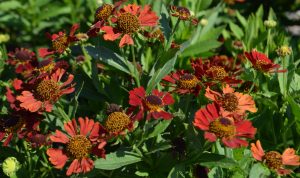 Salsa Sneezeweed