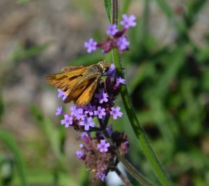 A skipper butterfly on Verbena bonarensis, another perennial you'll find at Fall PlantFest.
