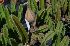 Stapelia gigantea or carrion plant.